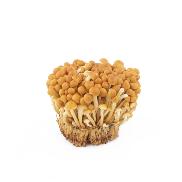 Enoki Gold Mini